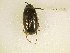  (Phyllophaga bipartita - MP334)  @13 [ ] Unspecified (default): All Rights Reserved  Unspecified Unspecified