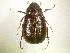  (Phyllophaga luctuosa - MP769)  @14 [ ] Unspecified (default): All Rights Reserved  Unspecified Unspecified