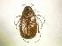  (Phyllophaga subtonsa - MP1200)  @14 [ ] Unspecified (default): All Rights Reserved  Unspecified Unspecified