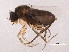  (Megaselia steptoeae - 10BZMT-0722)  @13 [ ] CreativeCommons - Attribution (2011) CBG Photography Group Centre for Biodiversity Genomics