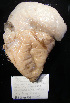  (Synoicum adareanum - A1SYN108)  @12 [ ] CreativeCommons - Attribution Non-Commercial Share-Alike (2011) A. Dettai Museum National Histoire Naturelle