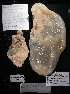  (Ascidia - P5ASCA405)  @12 [ ] CreativeCommons - Attribution Non-Commercial Share-Alike (2011) A. Dettai Museum National Histoire Naturelle