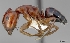  (Camponotus essigi - CASENT0505307)  @13 [ ] Unspecified (default): All Rights Reserved  Unspecified Unspecified