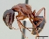  (Camponotus maritimus - CASENT0505306)  @13 [ ] Unspecified (default): All Rights Reserved  Unspecified Unspecified