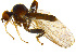  (Hybotinae - BIOUG14581-F08)  @15 [ ] CreativeCommons - Attribution Non-Commercial Share-Alike (2011) M. Alex Smith University of Guelph