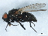  (Adia cinerella - BIOUG01392-F12)  @14 [ ] CreativeCommons - Attribution (2012) CBG Photography Group Centre for Biodiversity Genomics