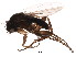  (Megaselia hirticrus - BIOUG01400-C07)  @15 [ ] CreativeCommons - Attribution (2012) CBG Photography Group Centre for Biodiversity Genomics