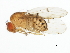  (Drosophila quinaria - BIOUG01403-H08)  @16 [ ] CreativeCommons - Attribution (2012) CBG Photography Group Centre for Biodiversity Genomics