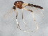  (Cricotopus annulator cmplx - BIOUG01406-H11)  @15 [ ] CreativeCommons - Attribution (2012) CBG Photography Group Centre for Biodiversity Genomics