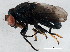  (Discomyza incurva - BIOUG01408-D07)  @14 [ ] CreativeCommons - Attribution (2012) CBG Photography Group Centre for Biodiversity Genomics