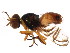  (Platystomatidae - BIOUG01411-G05)  @15 [ ] CreativeCommons - Attribution (2012) CBG Photography Group Centre for Biodiversity Genomics