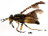  (Chrysops aberrans - BIOUG01422-G03)  @15 [ ] CreativeCommons - Attribution (2012) CBG Photography Group Centre for Biodiversity Genomics