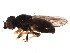  (Rhopalopterum soror - BIOUG01423-F10)  @15 [ ] CreativeCommons - Attribution (2012) CBG Photography Group Centre for Biodiversity Genomics