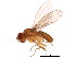  (Microdrosophila - BIOUG01423-G01)  @14 [ ] CreativeCommons - Attribution (2012) CBG Photography Group Centre for Biodiversity Genomics