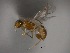  (Heterospilus sp - Cham-0250)  @14 [ ] Copyright  V. De Jesus-Bonilla and A. Zaldivar-Riveron Unspecified