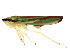  (Graphocephala teliformis - BIOUG00901-D08)  @15 [ ] CreativeCommons - Attribution (2011) CBG Photography Group Centre for Biodiversity Genomics