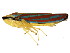  (Graphocephala fennahi - BIOUG00901-G06)  @15 [ ] CreativeCommons - Attribution (2011) CBG Photography Group Centre for Biodiversity Genomics