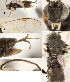  ( - DHJPAR0024715)  @12 [ ] CreativeCommons  Attribution Non-Commercial Share-Alike (2018) Jose Fernandez-Triana Canadian National Collection of Insects, Arachnids and Nematodes