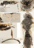  ( - DHJPAR0024860)  @12 [ ] CreativeCommons  Attribution Non-Commercial Share-Alike (2018) Jose Fernandez-Triana Canadian National Collection of Insects, Arachnids and Nematodes