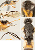  ( - DHJPAR0025426)  @12 [ ] CreativeCommons  Attribution Non-Commercial Share-Alike (2018) Jose Fernandez-Triana Canadian National Collection of Insects, Arachnids and Nematodes