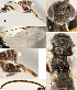  ( - DHJPAR0031075)  @12 [ ] CreativeCommons  Attribution Non-Commercial Share-Alike (2018) Jose Fernandez-Triana Canadian National Collection of Insects, Arachnids and Nematodes