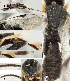  ( - DHJPAR0039745)  @12 [ ] CreativeCommons  Attribution Non-Commercial Share-Alike (2018) Jose Fernandez-Triana Canadian National Collection of Insects, Arachnids and Nematodes