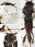  ( - DHJPAR0039759)  @12 [ ] CreativeCommons  Attribution Non-Commercial Share-Alike (2018) Jose Fernandez-Triana Canadian National Collection of Insects, Arachnids and Nematodes