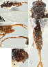  ( - DHJPAR0039769)  @12 [ ] CreativeCommons  Attribution Non-Commercial Share-Alike (2018) Jose Fernandez-Triana Canadian National Collection of Insects, Arachnids and Nematodes