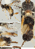  ( - DHJPAR0039782)  @12 [ ] CreativeCommons  Attribution Non-Commercial Share-Alike (2018) Jose Fernandez-Triana Canadian National Collection of Insects, Arachnids and Nematodes