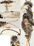  ( - DHJPAR0038197)  @12 [ ] CreativeCommons  Attribution Non-Commercial Share-Alike (2018) Jose Fernandez-Triana Canadian National Collection of Insects, Arachnids and Nematodes