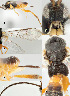  ( - DHJPAR0038264)  @12 [ ] CreativeCommons  Attribution Non-Commercial Share-Alike (2018) Jose Fernandez-Triana Canadian National Collection of Insects, Arachnids and Nematodes