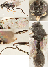  ( - DHJPAR0039054)  @12 [ ] CreativeCommons  Attribution Non-Commercial Share-Alike (2018) Jose Fernandez-Triana Canadian National Collection of Insects, Arachnids and Nematodes