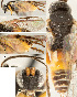  ( - DHJPAR0039115)  @12 [ ] CreativeCommons  Attribution Non-Commercial Share-Alike (2018) Jose Fernandez-Triana Canadian National Collection of Insects, Arachnids and Nematodes