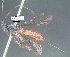  (Aerophilus fundacionbandorum - DHJPAR0054494)  @11 [ ] CreativeCommons - Attribution Share-Alike (2021) Unspecified University of Kentucky, Hymenoptera Institute Collection