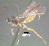  (Amputoearinus alafumidus - DHJPAR0028287)  @11 [ ] CreativeCommons - Attribution Share-Alike (2021) Unspecified University of Kentucky, Hymenoptera Institute Collection
