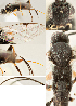  ( - DHJPAR0042063)  @12 [ ] CreativeCommons  Attribution Non-Commercial Share-Alike (2018) Jose Fernandez-Triana Canadian National Collection of Insects, Arachnids and Nematodes