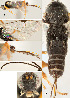  ( - DHJPAR0043018)  @12 [ ] CreativeCommons  Attribution Non-Commercial Share-Alike (2018) Jose Fernandez-Triana Canadian National Collection of Insects, Arachnids and Nematodes