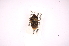  (Moromorpha tetra - INB0003705332)  @11 [ ] Copyright (2012) Jim Lewis Instituto Nacional de Biodiversidad