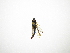  (Acrogonia nigriceps - INB0003849321)  @12 [ ] Copyright (2012) J. Lewis Instituto Nacional de Biodiversidad