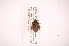  (Mormidea cubrosa - INB0003892993)  @13 [ ] Copyright (2012) Jim Lewis Instituto Nacional de Biodiversidad