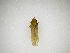  (Diestostemma nigropunctatum - INB0004013168)  @12 [ ] Copyright (2012) J. Lewis Instituto Nacional de Biodiversidad