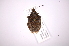  (Brochymena - INB0004093415)  @14 [ ] Copyright (2012) Jim Lewis Instituto Nacional de Biodiversidad