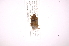  (Oebalus ypsilongriseus - INB0004139091)  @12 [ ] Copyright (2012) Jim Lewis Instituto Nacional de Biodiversidad