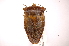  (Tessaratomidae - INBIOCRI002031926)  @15 [ ] Copyright (2012) J. Lewis Instituto Nacional de Biodiversidad