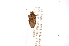  (Mormidea angustata - INBIOCRI002123732)  @13 [ ] Copyright (2012) Jim Lewis Instituto Nacional de Biodiversidad