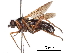  (Megascelus nigricornis - CCDB-31120-A10)  @11 [ ] CreativeCommons - Attribution (2017) CBG Photography Group Centre for Biodiversity Genomics