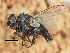  (Heraultia - CCDB-31127-E01)  @11 [ ] CreativeCommons - Attribution (2017) CBG Photography Group Centre for Biodiversity Genomics