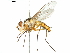  (Trichoformosomyia - CCDB-31127-E07)  @11 [ ] CreativeCommons - Attribution (2017) CBG Photography Group Centre for Biodiversity Genomics