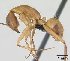  (Camponotus hova - CASENT0055710-D01)  @13 [ ] Unspecified (default): All Rights Reserved  Unspecified Unspecified