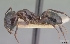  (Camponotus gibber - CASENT0060464-D01)  @13 [ ] Unspecified (default): All Rights Reserved  Unspecified Unspecified